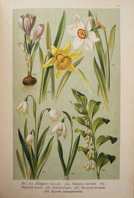 Гофман К. Ботанический атлас по системе де-Кандоля. СПб.: Издание А.Ф. Девриен, 1897.